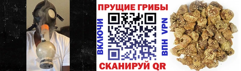 Псилоцибиновые грибы мицелий  цены   Дубна 